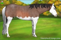 Horse Color:Bay Roan Splash
