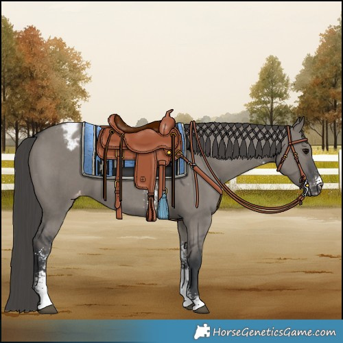 Horse Color:Grullo Sabino Varnish