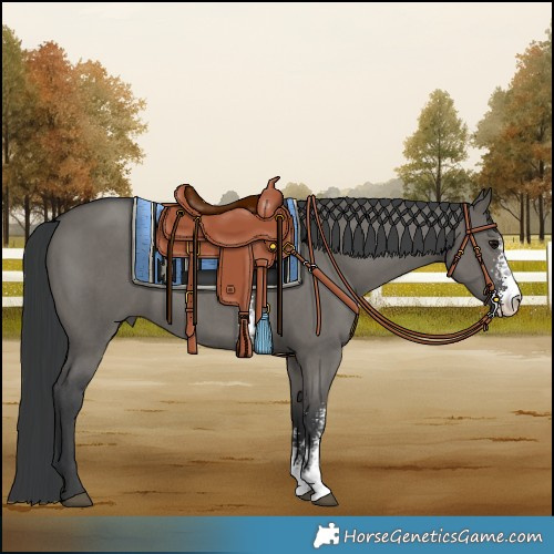 Horse Color:Grullo Sabino 