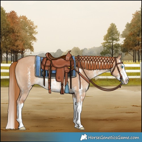 Horse Color:Red Dun Sabino Splash