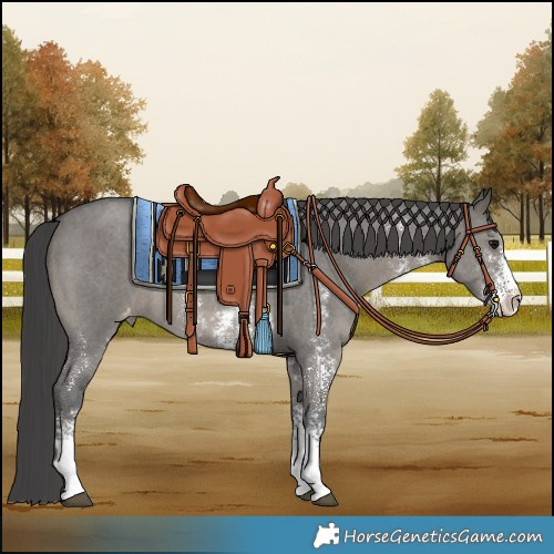 Horse Color:Grullo Sabino Varnish 