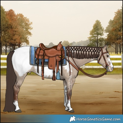 Horse Color:Liver Red Dun Sabino Snowcap 
