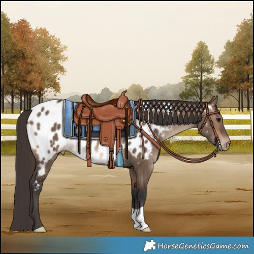 Horse Color:Brown Dun Blanket 