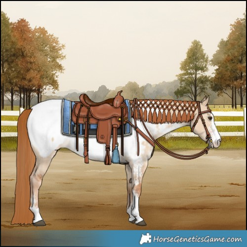 Horse Color:Red Dun Sabino Snowcap 