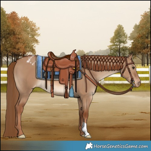 Horse Color:Red Dun Varnish 