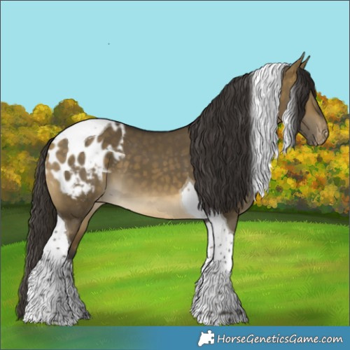 Horse Color:Buckskin Dun Tobiano Blanket 