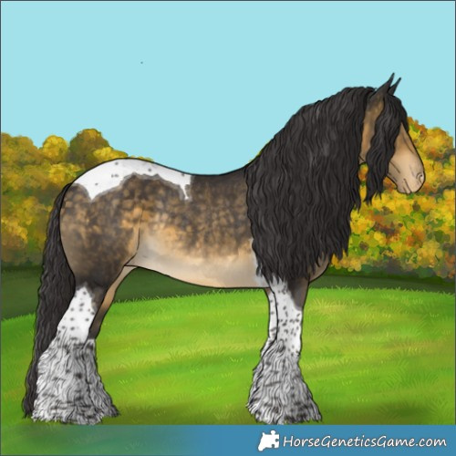 Horse Color:Buckskin Tobiano Blanket Rabicano
