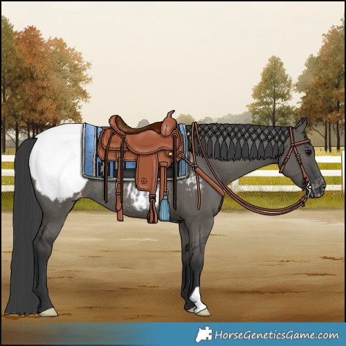 Horse Color:Grullo Snowcap Rabicano