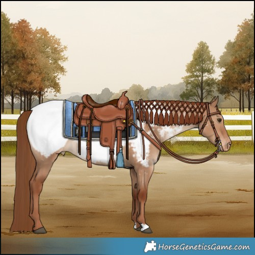 Horse Color:Red Dun Snowcap 