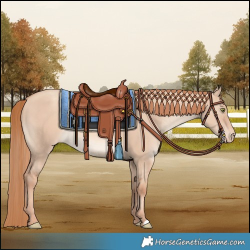Horse Color:Gold Champagne Dun Varnish 