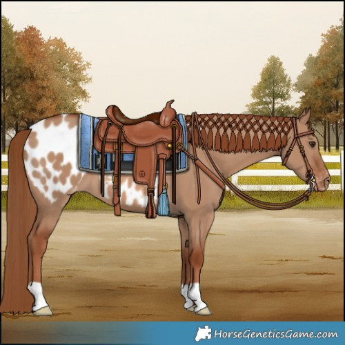 Horse Color:Red Dun Blanket
