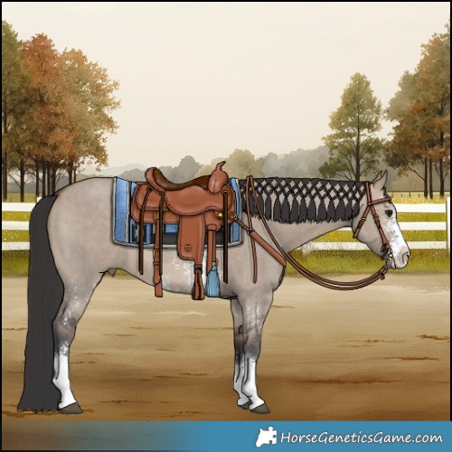 Horse Color:Brown Dun Sabino 