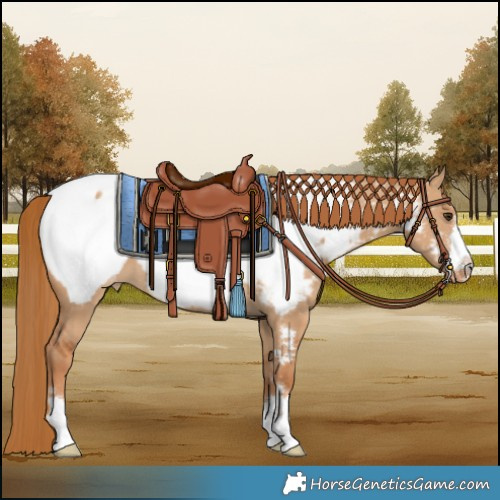 Horse Color:Red Dun Snowcap 