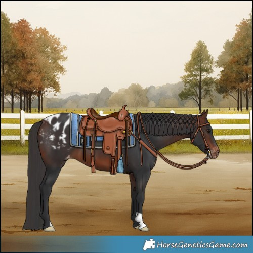 Horse Color:Brown Blanket