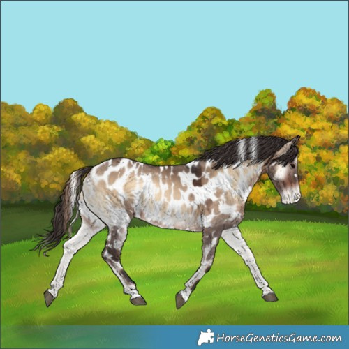 Horse Color:White Spotted Brown Onyx Near Leopard