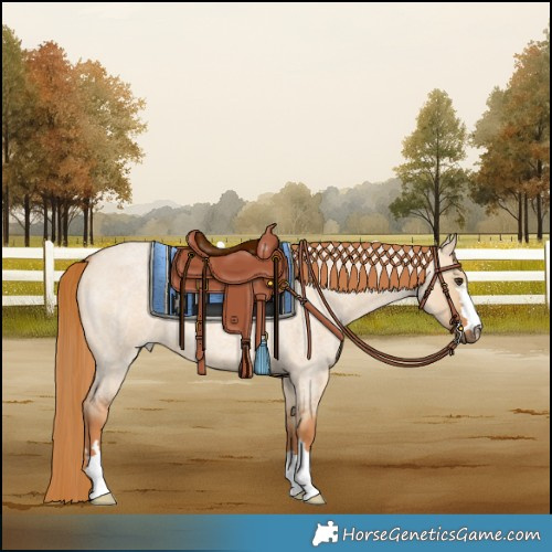 Horse Color:Red Dun Roan 