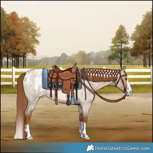 Horse Color:Red Dun Roan Splash Blanket