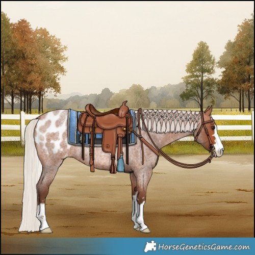 Horse Color:Silver Bay Roan Blanket Rabicano 