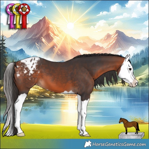 Horse Color:Bay Splash Appaloosa