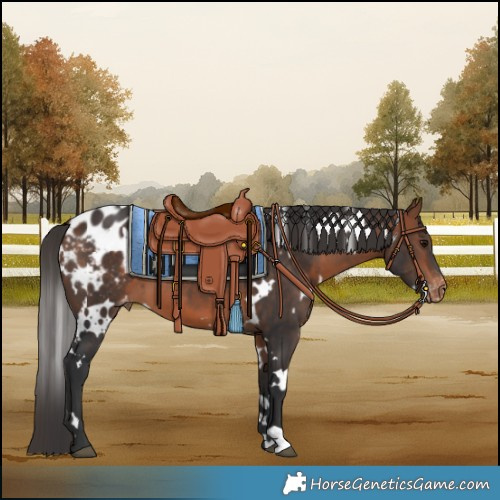 Horse Color:White Spotted Bay Blanket 