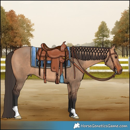 Horse Color:Bay Dun Rabicano 