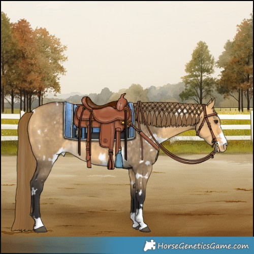 Horse Color:White Spotted Buckskin Dun Varnish