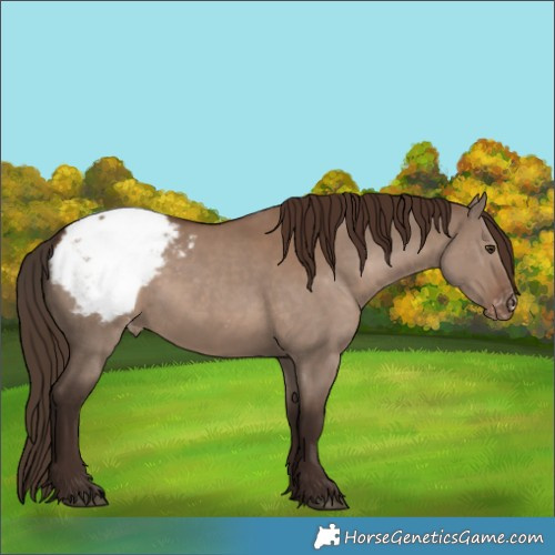 Horse Color:Liver Red Dun Appaloosa