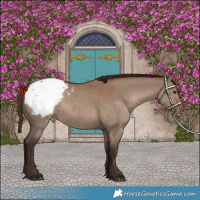 Horse Color:Liver Red Dun Snowcap 