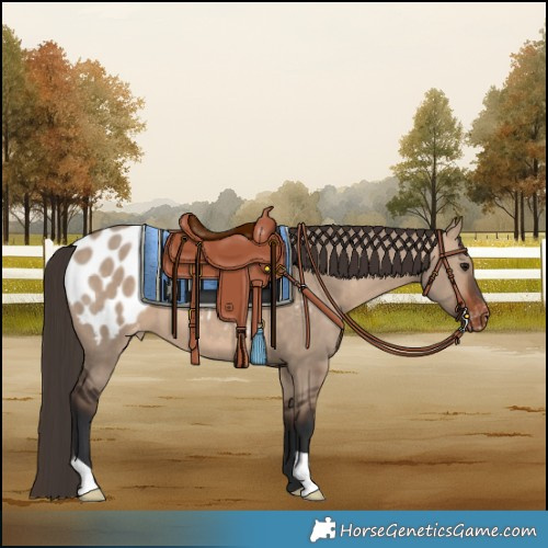 Horse Color:Bay Dun Blanket 