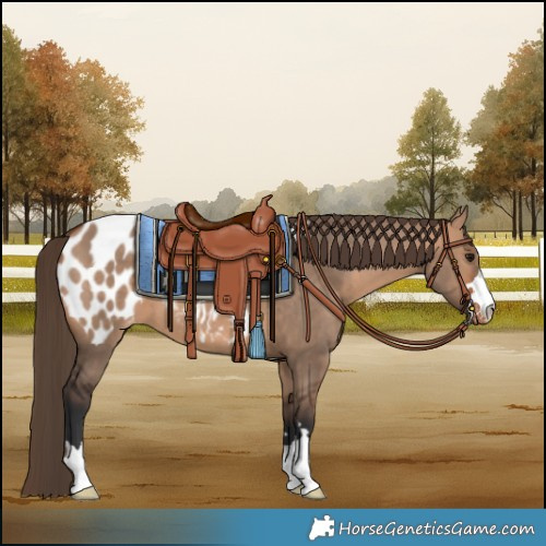 Horse Color:Bay Dun Blanket