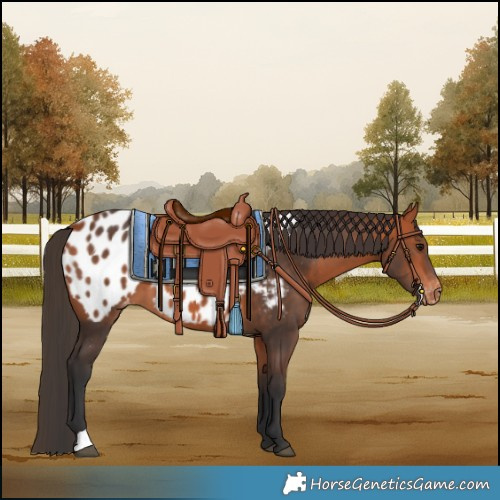 Horse Color:Bay Blanket