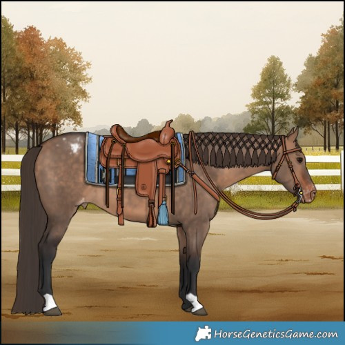 Horse Color:Bay Dun Varnish 