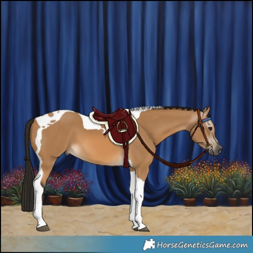 Horse Color:Gray Buckskin Tobiano 