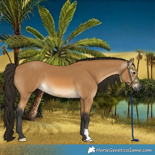 Horse Color:Gray Buckskin 