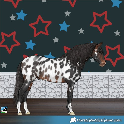Horse Color:Brown Near Leopard Rabicano