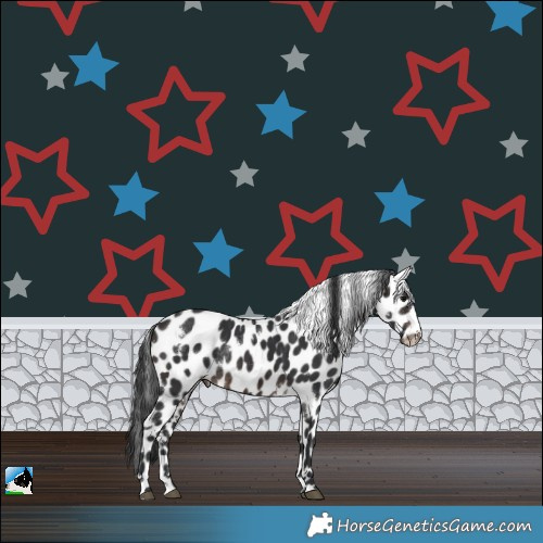 Horse Color:White Spotted Brown Leopard Rabicano
