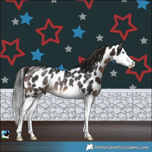 Horse Color:Brown Splash Near Leopard Rabicano 
