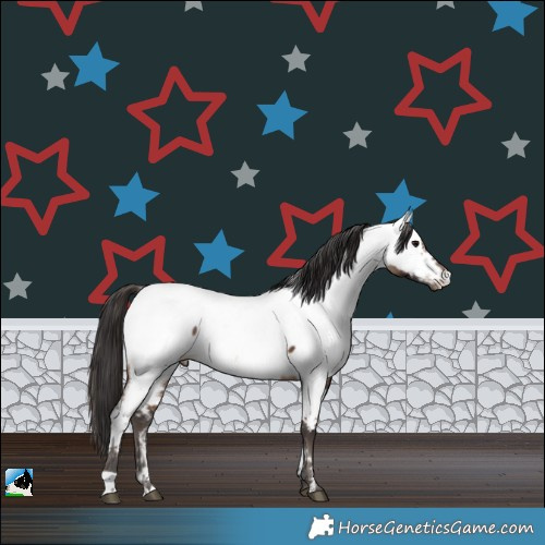 Horse Color:Brown Appaloosa Rabicano