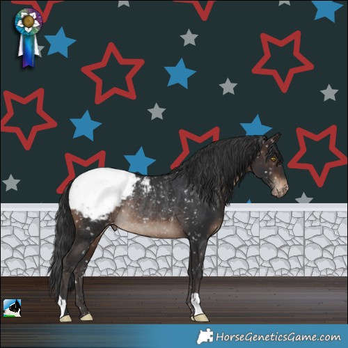 Horse Color:Brown Appaloosa Rabicano 