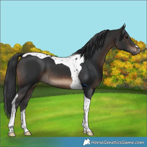 Horse Color:Brown Tobiano 