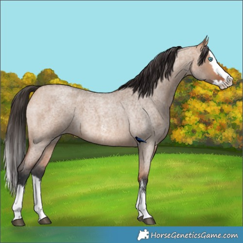 Horse Color:Bay Roan Dun Sabino Splash 