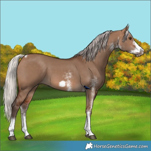 Horse Color:White Spotted Silver Brown Dun Tobiano Frame Rabicano 