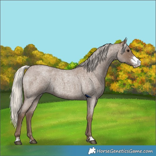 Horse Color:Silver Blue Roan Sabino 