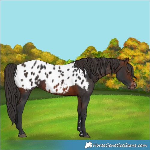 Horse Color:Brown Blanket Rabicano 