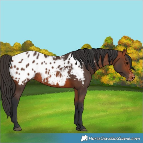 Horse Color:Bay Blanket Rabicano 