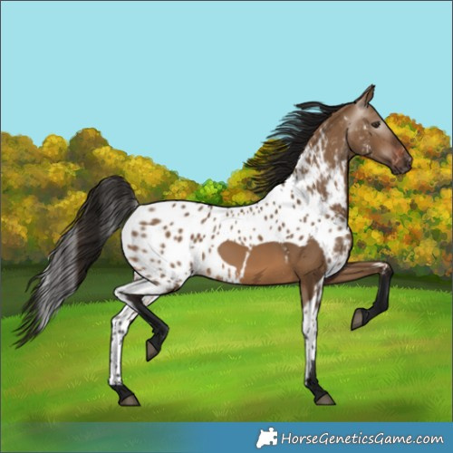 Horse Color:Gray Bay Dun Skewed LP Spotted 