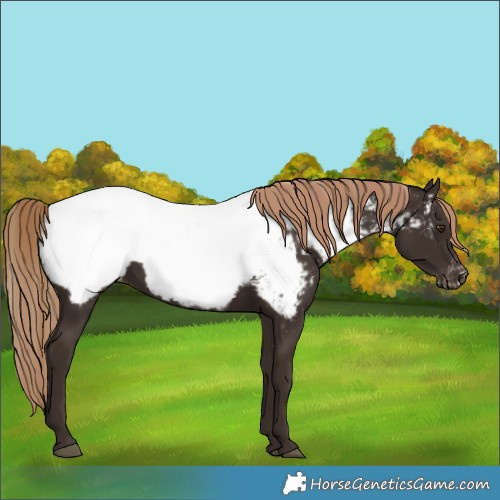 Horse Color:Liver Chestnut Near Fewspot