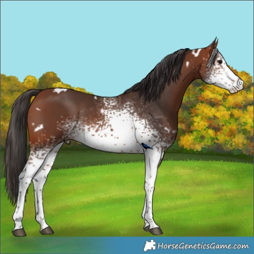 Horse Color:White Spotted Bay