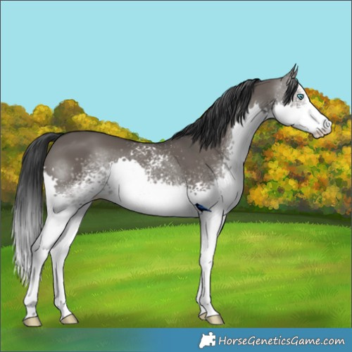 Horse Color:White Spotted Grullo Sabino Splash 