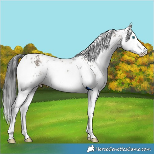 Horse Color:White Spotted Grullo Sabino Splash Rabicano 